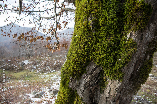 tree with moss on roots in a green forest or moss on tree trunk. Tree bark with green moss.