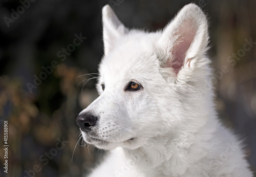 portrait of a white swiss shepherd dog blue eyes