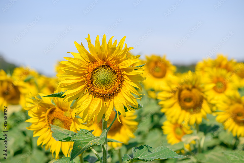 Beautiful sunflower in sunflower field on summer with blue sky