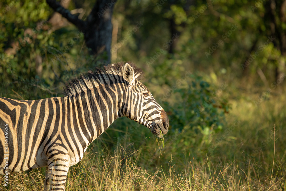 Zebra in the later morning winter glow. Zebra in the later morning winter glow.