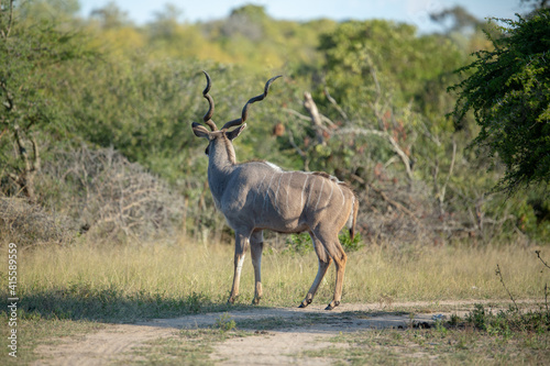 Large Kudu bull crossing the road with large spiral horns