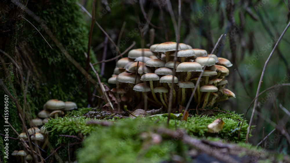 mushrooms in the forrest mushrooms in the forrest