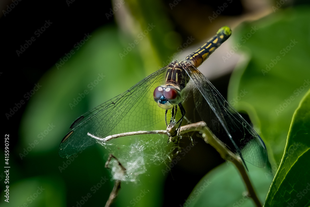 A female Blue Dasher Dragonfly (Pachydiplax longipennis) perched on a stick for a portrait in the summer sun.