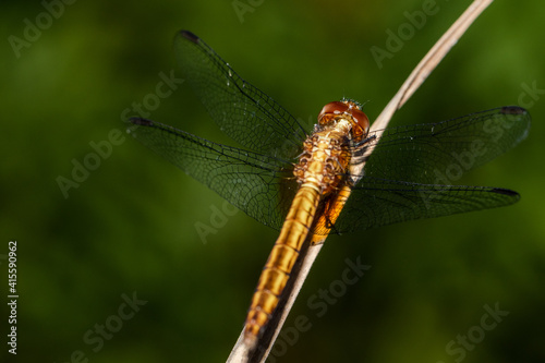 close up of a dragonfly on a leaf © Felipe