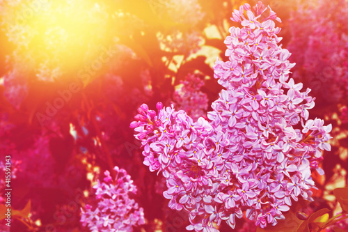 Bright and colorful flowers lilac