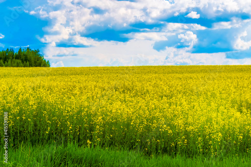 Field of rapeseed  canola or colza  rape seed plant  springtime golden flowering field