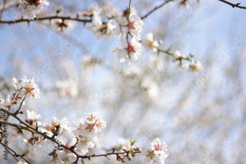 Ramas de almendros con fotos de ramas y flores desenfocados