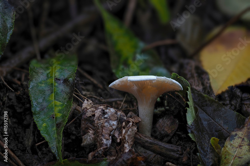 The Leucopaxillus rhodoleucus is an inedible mushroom