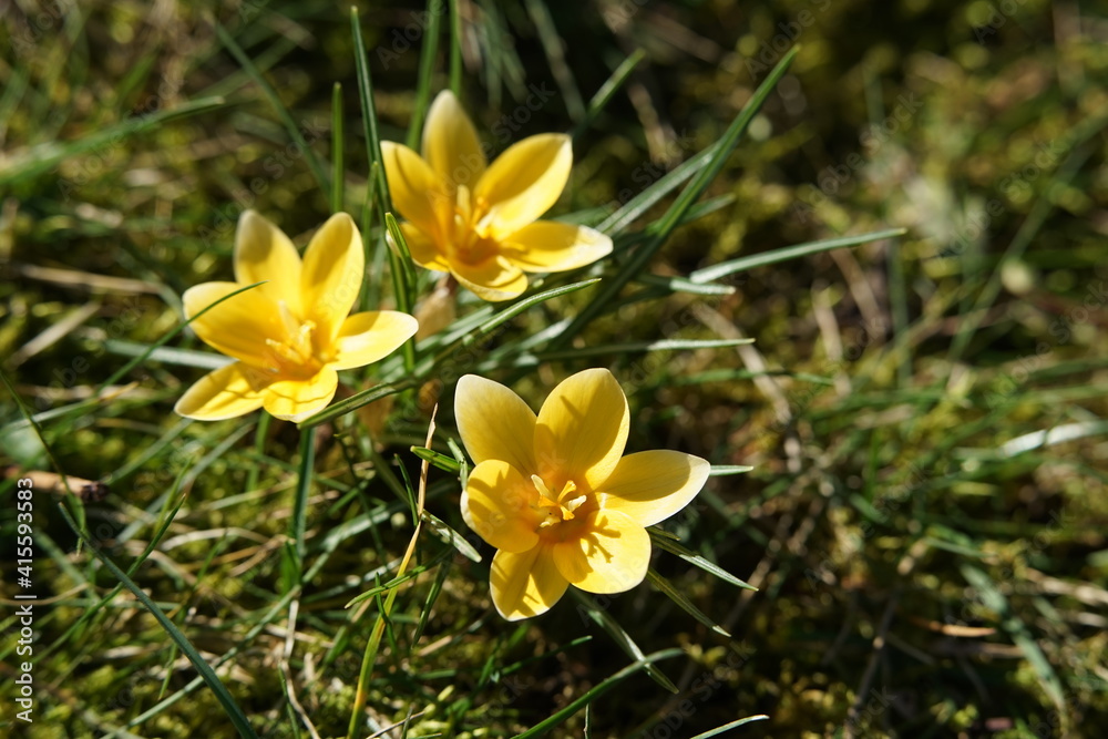 a single spring flower called crocus in yellow color