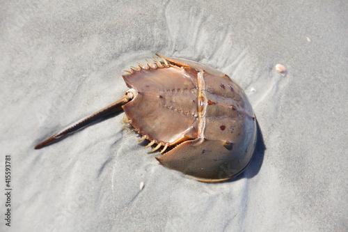 horseshoe crab in a shallow water of Atlantic ocean