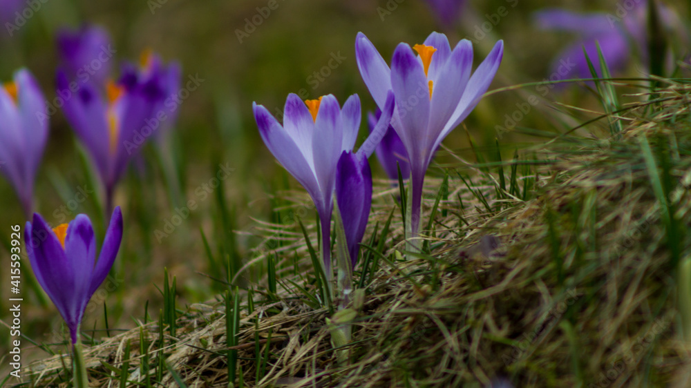 Spring crocuses in the Tatra National Park
