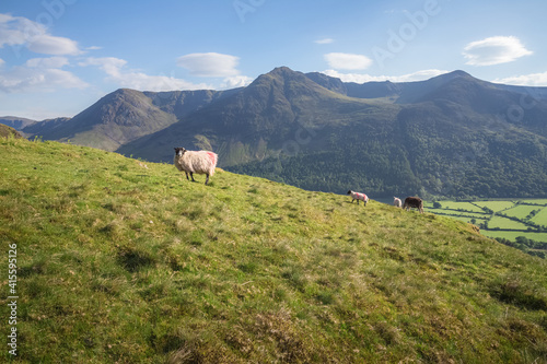 Valokuva Scottish blackface sheep (Ovis Aries) on a hillside in an English countryside landscape with mountain view at Newlands Valley in the Lake District, Cumbria, England