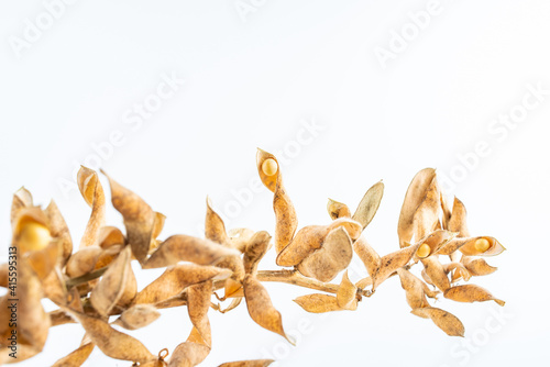 Dried soybean plant on white background