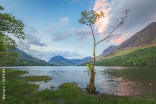 Landscape scenery of a small lone birch tree at Buttermere Lake with Fleetwith Pike at sunset or sunrise in the Lake District, Cumbria, England. photo