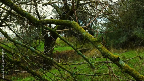 A beautiful view of the braches of the trees covered in moss in the forest in 4K