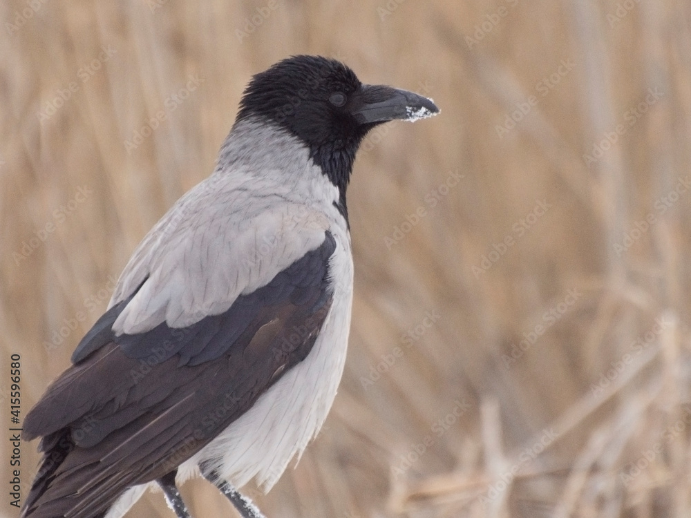 Grey crow sits in the snow. Birds in the wild in winter. Grey crow sits in the snow. Birds in the wild in winter.