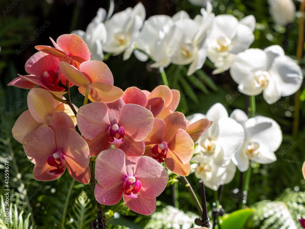 Obraz premium Pink and white orchid tropical flowers with the sunlight shining on them with the green leaves in the background. Close up macro photo of orchids. Nature beautiful.