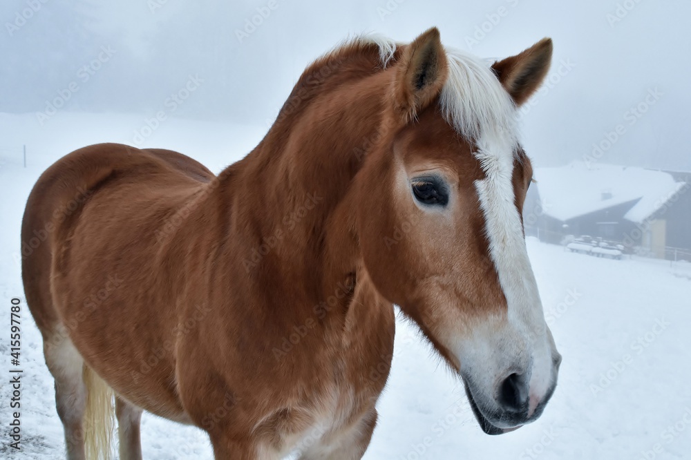 Fototapeta premium Braunes Pferd mit weißer Blesse bei Nebelwetter im Schnee (Nahaufnahme)