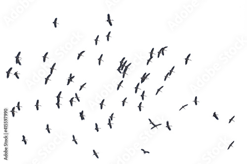 Flocks of flying birds isolated on white background. Save with clipping path.