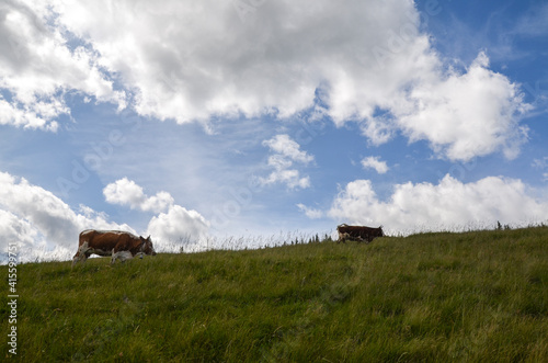 Cows grazing on a summer mountain pasture high in the Carpathian Mountains