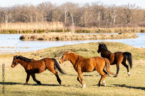 group of savage horses in the wild