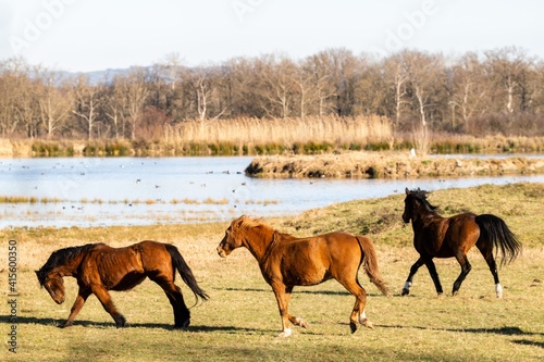 group of savage horses in the wild photo