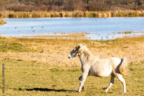 portrait of savage horse in the wild