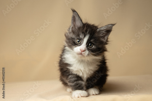 Foto Gray six-week-old Maine Coon kitten lies on a beige backing and looks at the camera