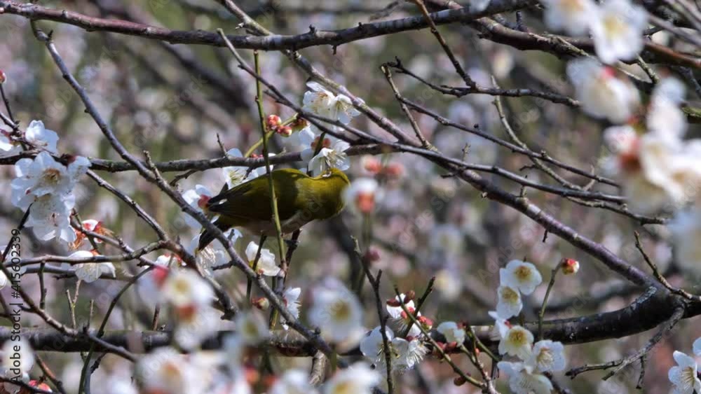 梅の枝を飛び回るメジロ