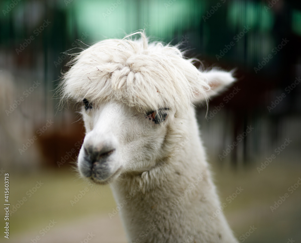 close up of a white alpaca
white llama portret