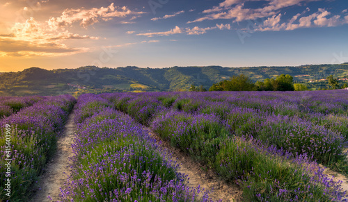 Lavender field landscape in Sale San Giovanni  Langhe  Cuneo  Italy. sunset blue sky with orange clouds