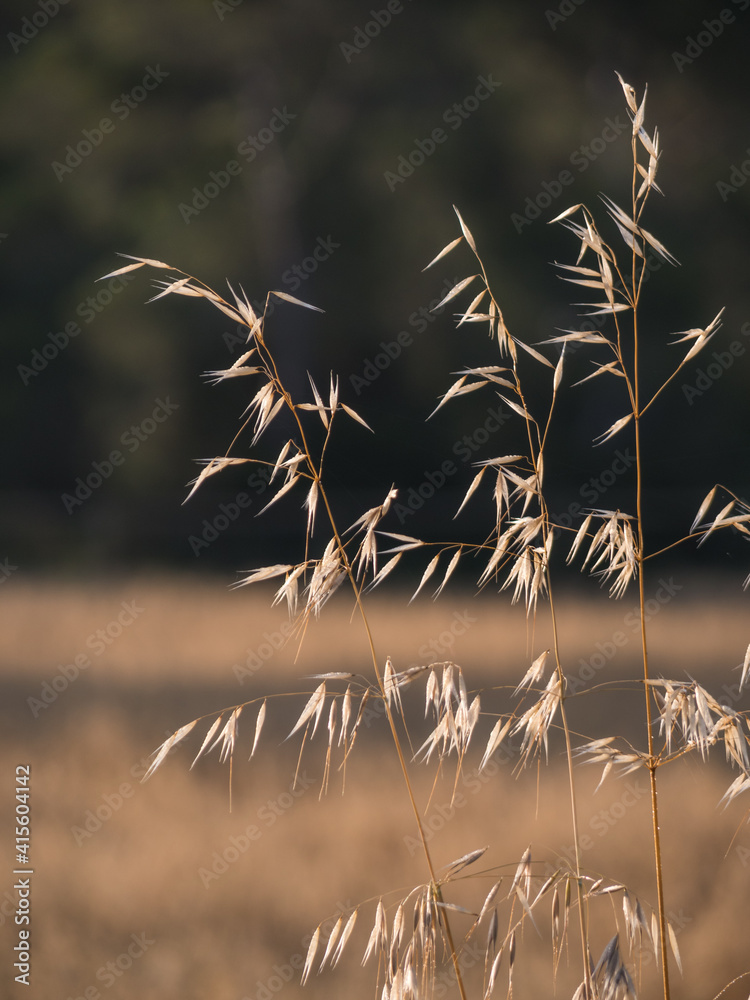 Fototapeta premium Mallorca Landscape