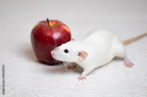 A cute white decorative rat sits next to a juicy and ripe red apple. Rodent close-up.