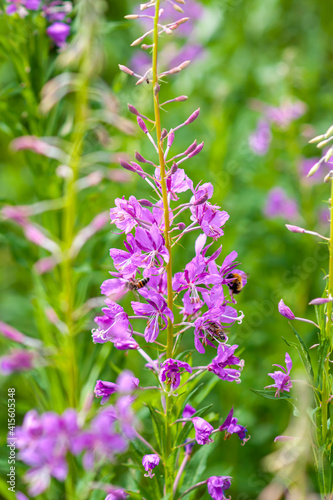 Rose flowers of fireweed  willow-tea  with bees collecting nectar.