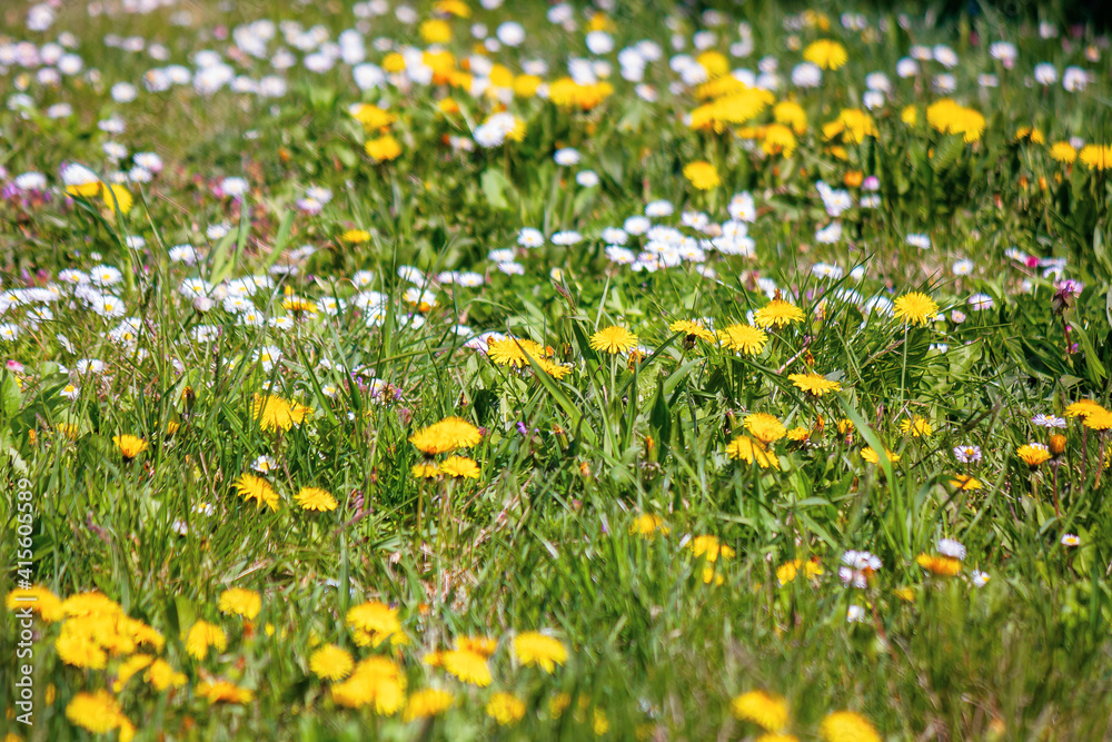 dandelions and daises close up on the meadow. summer nature background. weeds growth problem concept