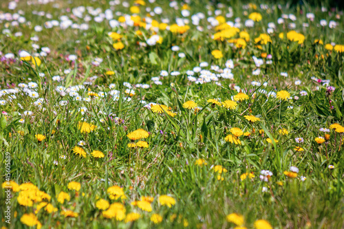 dandelions and daises close up on the meadow. summer nature background. weeds growth problem concept