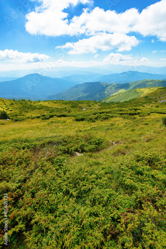 hills of the mountain rolling in to the distance. summer landscape of the black ridge in the eastern carpathians, ukraine. sunny scenery with fluffy clouds on the blue sky