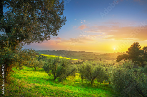 Maremma countryside panorama and olive trees. Casale Marittimo, Pisa, Tuscany Italy photo