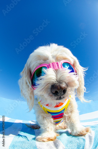 dog wit sunglasses © Natallia Vintsik