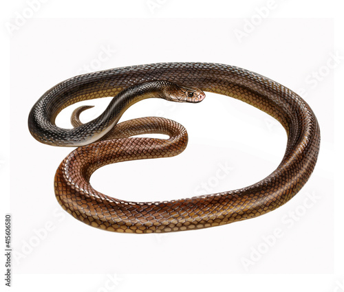 The coastal taipan (Oxyuranus scutellatus) photo