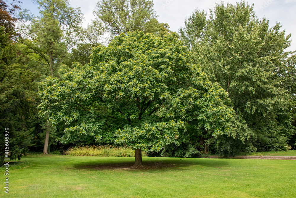 Fototapeta premium trees in the park