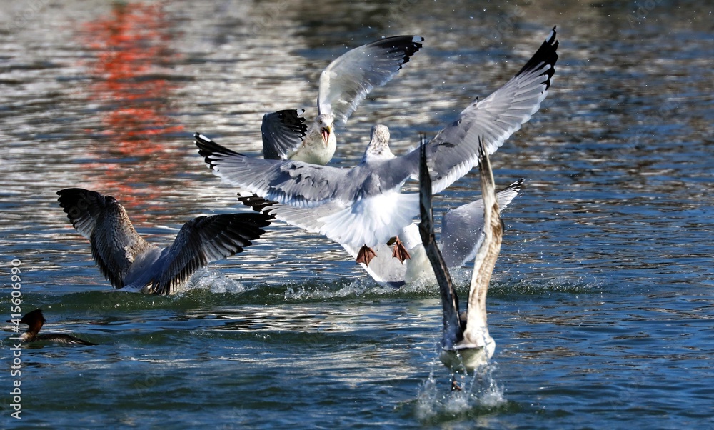 Fototapeta premium A seagull steals the red-breasted Mergansers food.