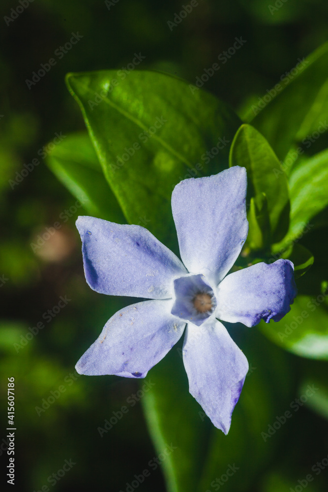 Fototapeta premium small blue wild flower