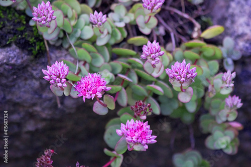 Bilde på lerret Stonecrop Flowers Sedum Hylotelephium spectabile