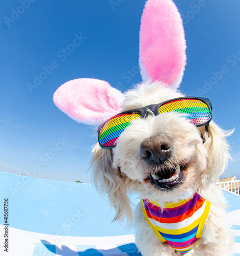 dog dressed up in rbunny ears and sunglasses © Natallia Vintsik