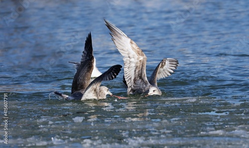 A seagull steals the red-breasted Mergansers food.