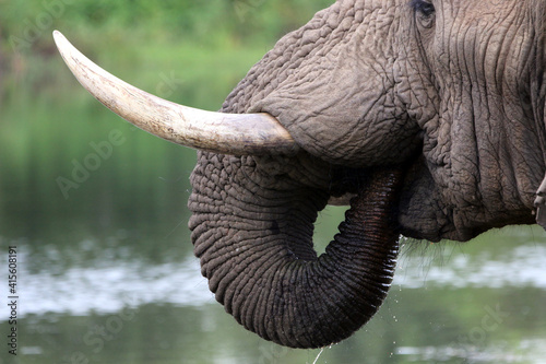Photography elephants