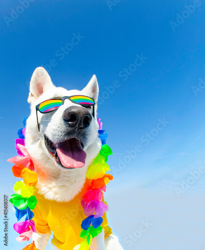Photography holiday dog