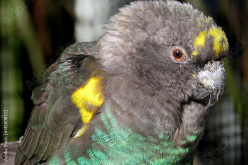 Portrait of a beautiful multi colored Uganda Meyers Parrot (Poicephalus meyeri saturatus) photo