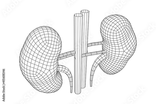 Kidneys human anatomy internal organ. Medicine science technology concept. Wireframe low poly mesh vector illustration